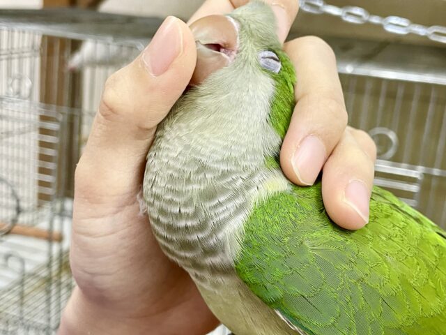 オキナインコ