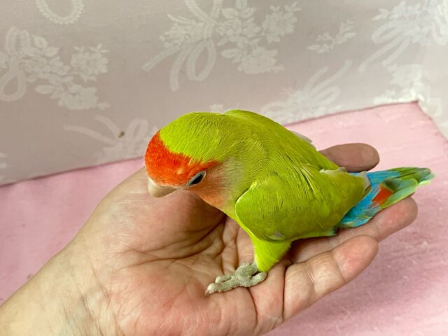 コザクラインコ（小桜インコ）