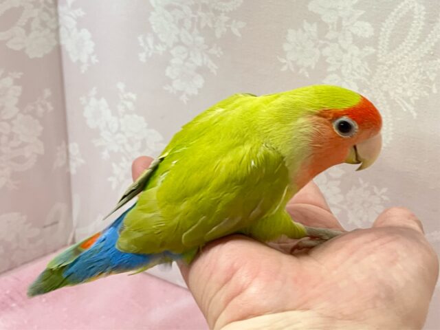 コザクラインコ（小桜インコ）