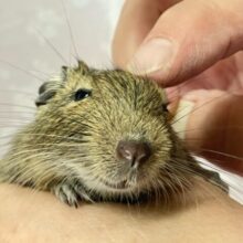 どこでもてちてち❣️🐾カキカキとろ〜ん😚デグー(アグーチ) 男の子 2024年5月生まれ