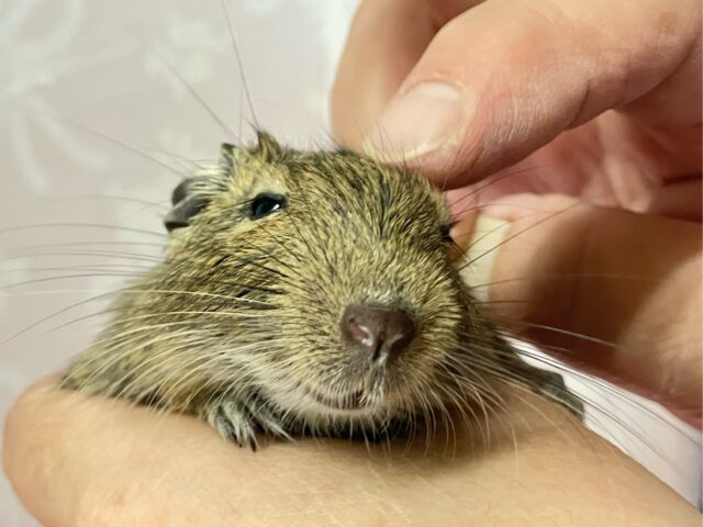 どこでもてちてち❣️🐾カキカキとろ〜ん😚デグー(アグーチ) 男の子 2024年5月生まれ