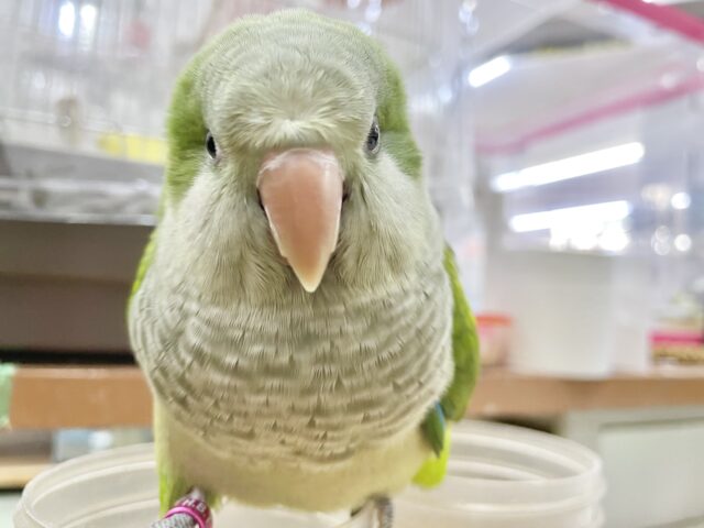 オキナインコ