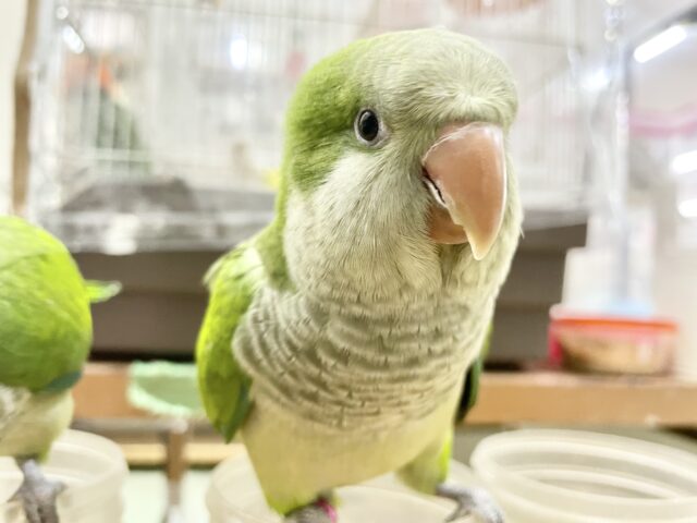 オキナインコ