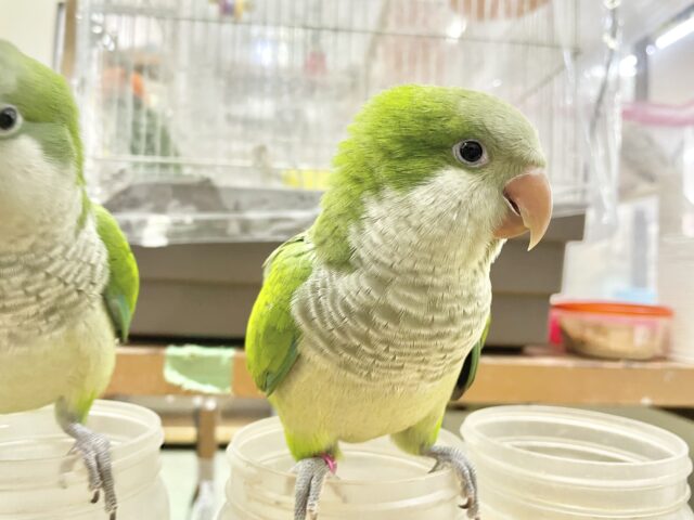 オキナインコ