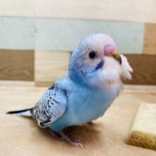 最新画像有ります✨暑い夏を吹き飛ばす涼しカラー🩵セキセイインコのオパーリン！！