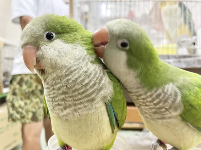 オキナインコ