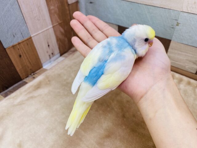 セキセイインコ