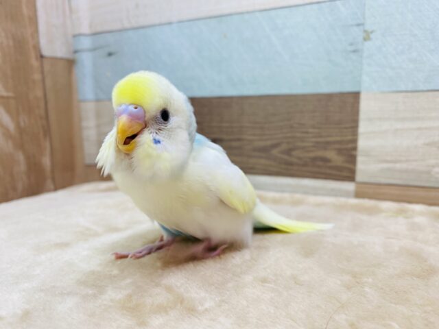 セキセイインコ