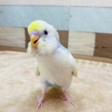 最新画像有ります⭐️甘え上手になってくれるか楽しみな子❣️セキセイインコのパステルレインボーパイド！！