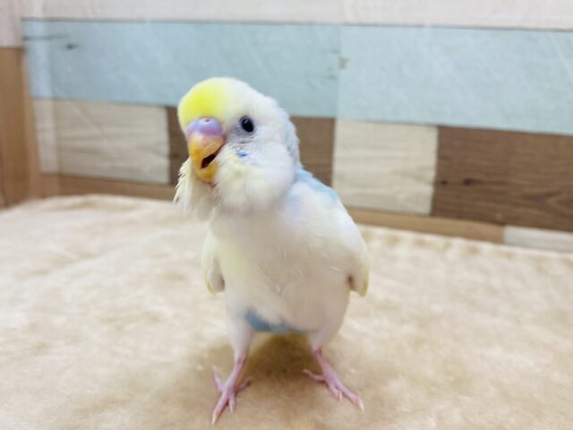 最新画像有ります⭐️甘え上手になってくれるか楽しみな子❣️セキセイインコのパステルレインボーパイド！！