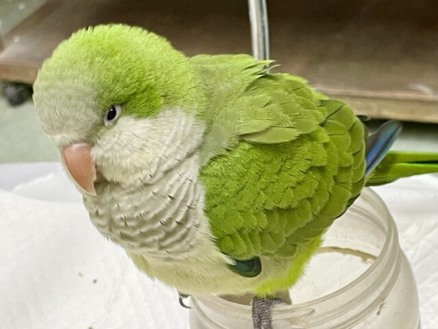 オキナインコ