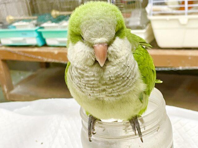 オキナインコ