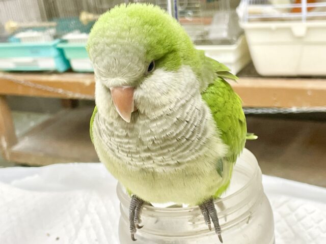 オキナインコ