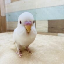 最新画像有ります❤️純白な体に赤目の可愛い子😍セキセイインコのアルビノ！！
