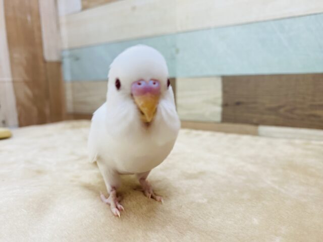 最新画像有ります❤️純白な体に赤目の可愛い子😍セキセイインコのアルビノ！！