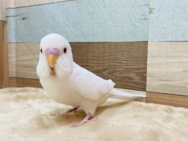 セキセイインコ