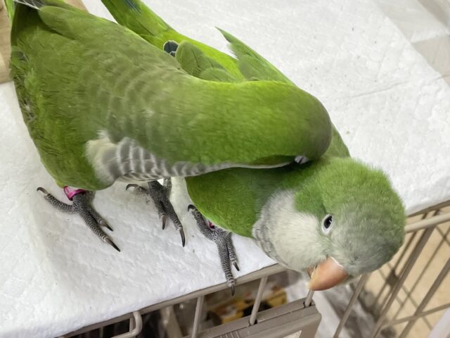 オキナインコ