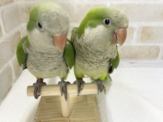 オキナインコ