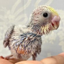 夜空を駈ける？！🌃スタタタ１等星🌟⋆꙳セキセイインコ(パステル2024年6月生まれ)