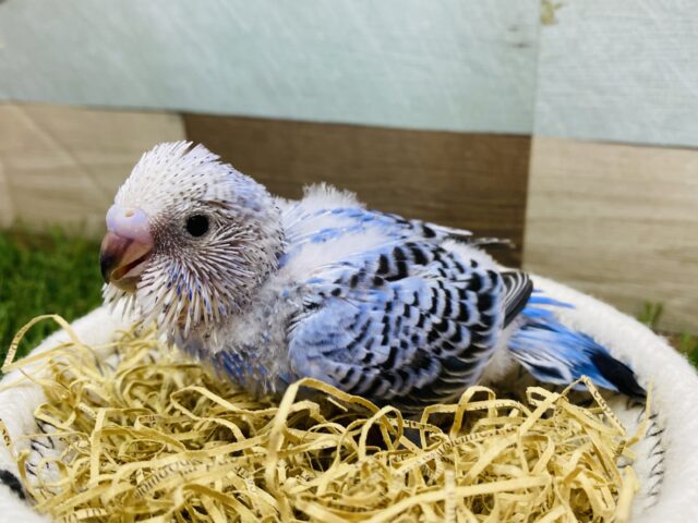 絶妙なブルーが素敵なコ✨セキセイインコオパーリン❗️