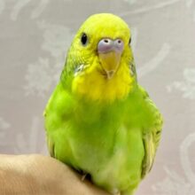 華やかで元気いっぱい💚セキセイインコ(スパングル) 2024年4月生まれ