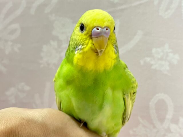 華やかで元気いっぱい💚セキセイインコ(スパングル) 2024年4月生まれ