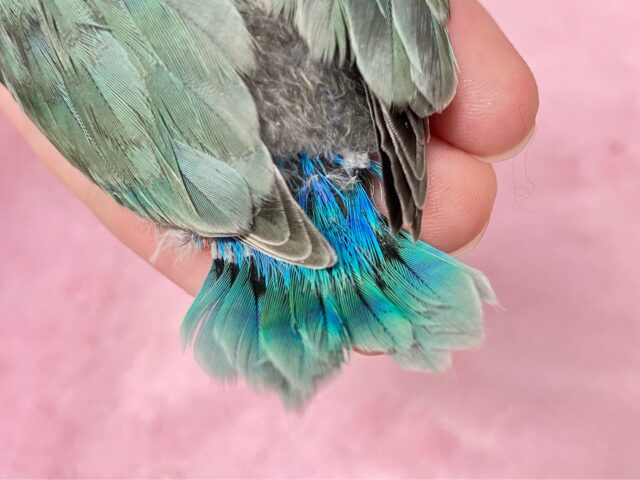 コザクラインコ（小桜インコ）