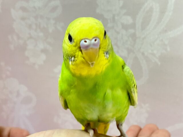 華やかで元気いっぱい💚セキセイインコ(スパングル) 2024年4月生まれ セキセイインコ