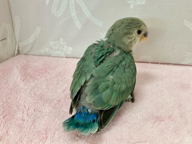 コザクラインコ（小桜インコ）