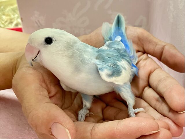 コザクラインコ（小桜インコ）