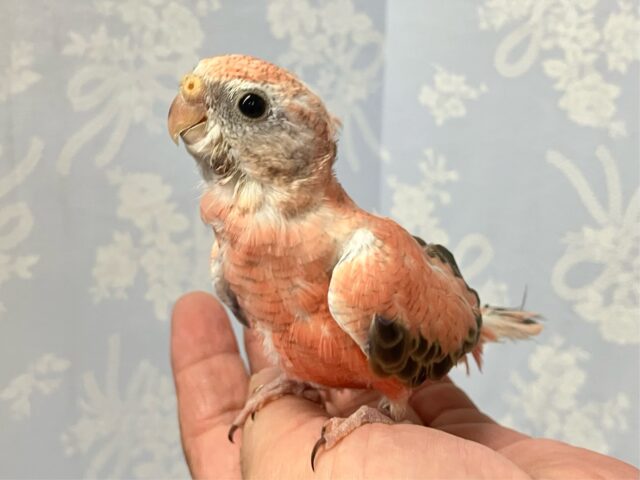 アキクサインコ（秋草インコ）