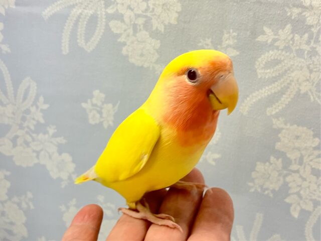 コザクラインコ（小桜インコ）