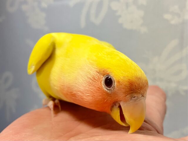 コザクラインコ（小桜インコ）