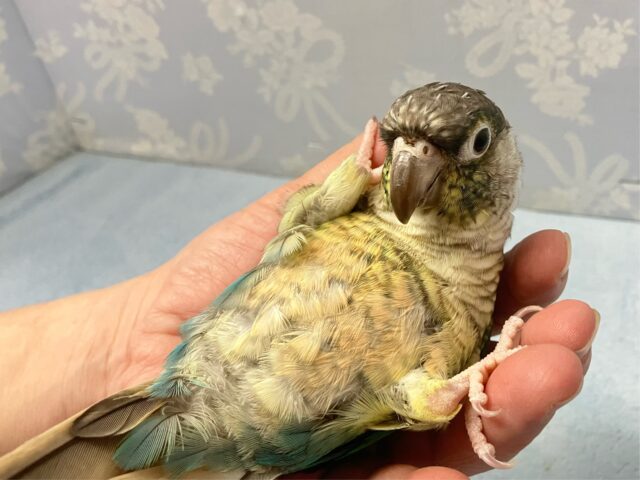 ワキコガネウロコインコ