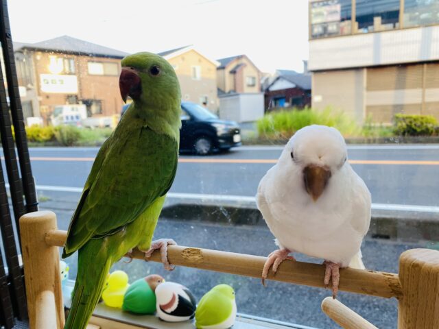 ワカケホンセイインコ（月の輪インコ）