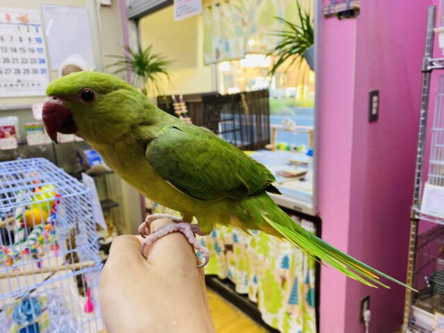 ワカケホンセイインコ（月の輪インコ）