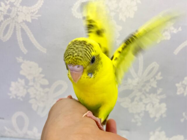 セキセイインコ