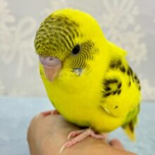 ✨最新画像✨️目指すは冒険家⁉️ 華やかに〜元気に〜💐🤍セキセイインコ(ハルクイン2024年6月生まれ)