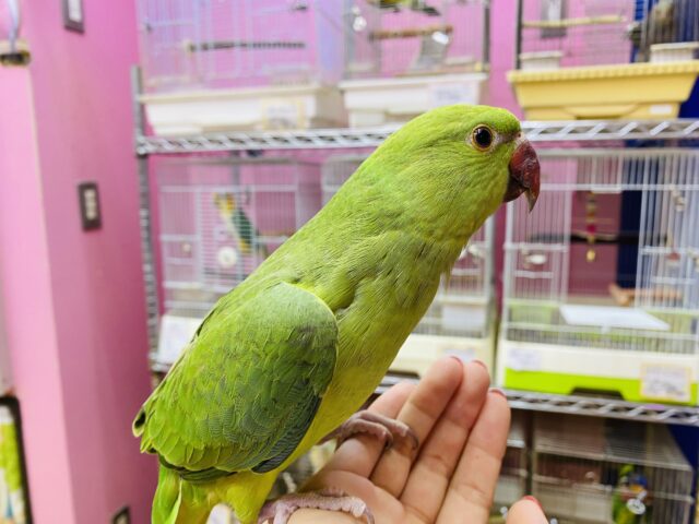 ワカケホンセイインコ（月の輪インコ）