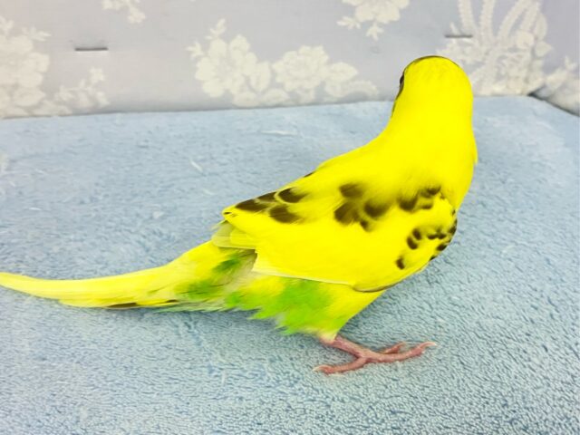 セキセイインコ