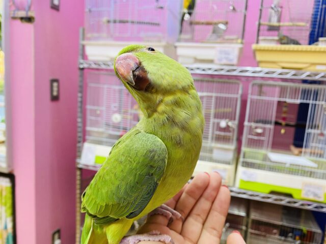 ワカケホンセイインコ（月の輪インコ）