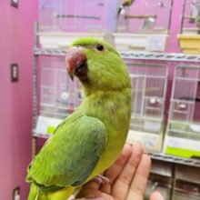 最新画像有ります☀️肩の上が大好きな甘えん坊さん💕ツキノワインコのグリーン！！