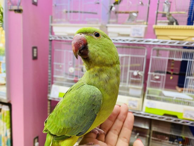 最新画像有ります☀️肩の上が大好きな甘えん坊さん💕ツキノワインコのグリーン！！