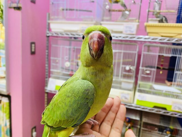 ワカケホンセイインコ（月の輪インコ）