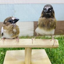 最新画像あります❣️可愛すぎるちびっ子ちゃんがやって来ました‼️十姉妹ヒナ💕