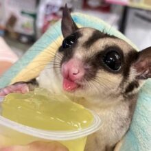 モフモフキュート💛フクロモモンガ (ノーマル) 男の子 2024年2月生まれ