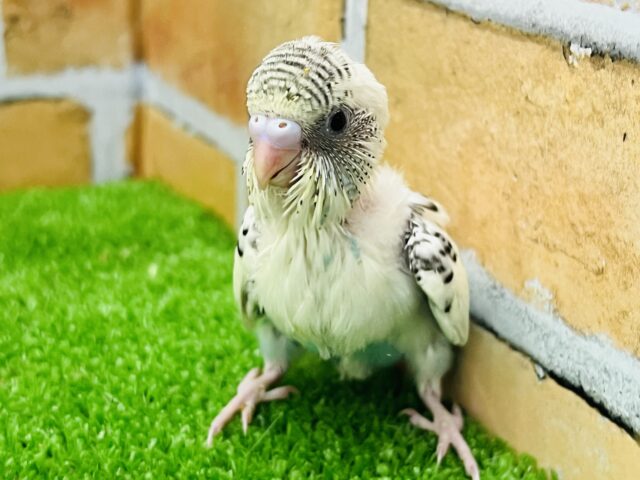 贅沢カラー♡4色ハルクインセキセイインコ☆