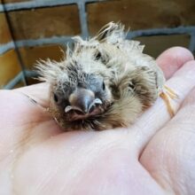 もっさりヘアー🎶色変わりキンカ鳥入舎です