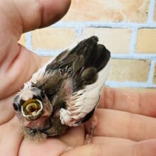 ツルツル頭がちょっと恥ずかしい♡十姉妹の雛入舎です☆