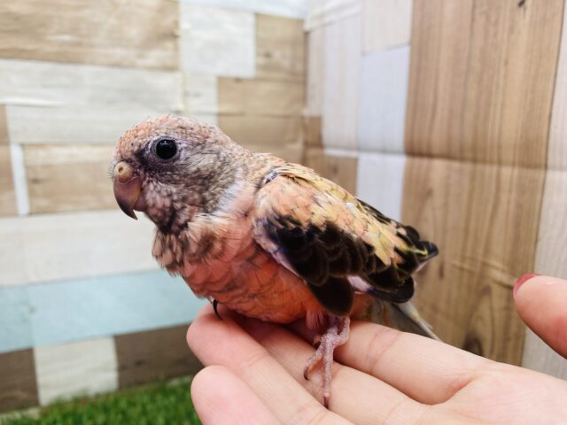 アキクサインコ（秋草インコ）